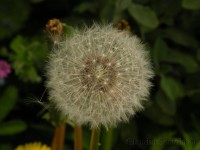 /album/fiori-selvatici/achenio-tarassaco-jpg/
